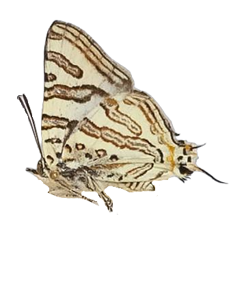 Spindasis natalensis — LYCAENIDAE/7 MINA AFRIKANSKA LYCAENIDER/Aphnaeini_DTR1189.jpg