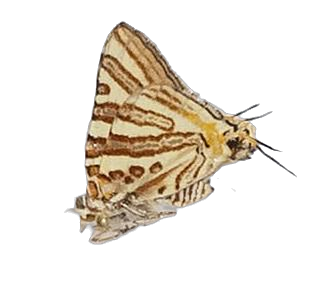 Spindasis natalensis — LYCAENIDAE/7 MINA AFRIKANSKA LYCAENIDER/Aphnaeini_DTR1189.jpg