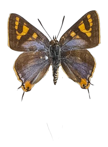 Aphnaeus caffer — LYCAENIDAE/7 MINA AFRIKANSKA LYCAENIDER/Aphnaeini_DTR1189.jpg