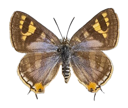 Aphnaeus caffer — LYCAENIDAE/7 MINA AFRIKANSKA LYCAENIDER/Aphnaeini_DTR1189.jpg