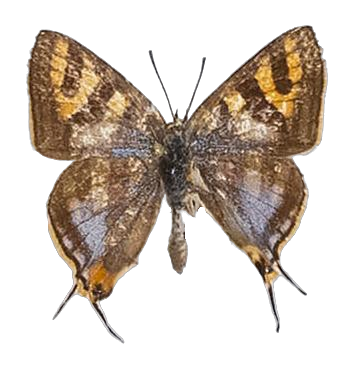 Aphnaeus caffer — LYCAENIDAE/7 MINA AFRIKANSKA LYCAENIDER/Aphnaeini_DTR1189.jpg