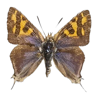 Spindasis ella — LYCAENIDAE/7 MINA AFRIKANSKA LYCAENIDER/Aphnaeini_DTR1189.jpg
