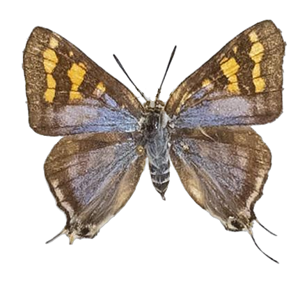 Spindasis ella — LYCAENIDAE/7 MINA AFRIKANSKA LYCAENIDER/Aphnaeini_DTR1189.jpg