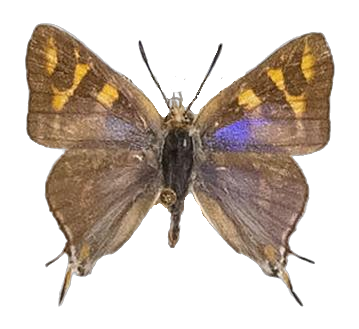 Aphnaeus phanes — LYCAENIDAE/7 MINA AFRIKANSKA LYCAENIDER/Aphnaeini_DTR1189.jpg