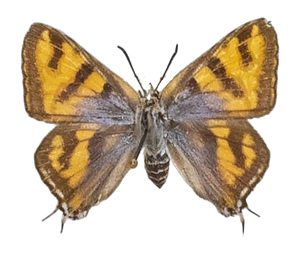 Aphnaeus phanes — LYCAENIDAE/7 MINA AFRIKANSKA LYCAENIDER/Aphnaeini_DTR1189.jpg