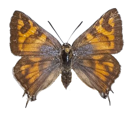 Aphnaeus namaquus — LYCAENIDAE/7 MINA AFRIKANSKA LYCAENIDER/Aphnaeini_DTR1189.jpg