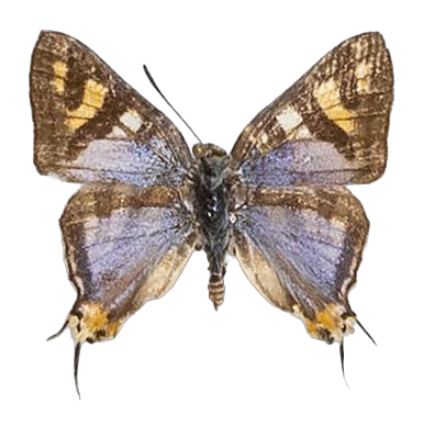 Aphnaeus nyassae — LYCAENIDAE/7 MINA AFRIKANSKA LYCAENIDER/Aphnaeini_DTR1189.jpg