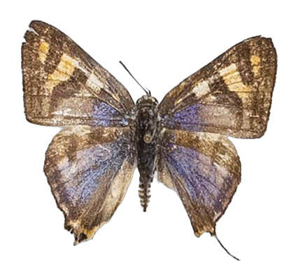 Aphnaeus nyassae — LYCAENIDAE/7 MINA AFRIKANSKA LYCAENIDER/Aphnaeini_DTR1189.jpg