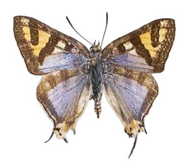 Aphnaeus nyassae — LYCAENIDAE/7 MINA AFRIKANSKA LYCAENIDER/Aphnaeini_DTR1189.jpg