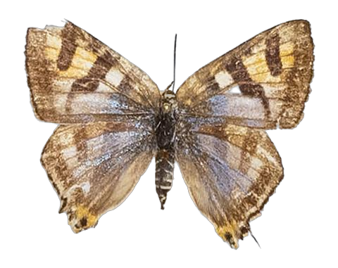 Aphnaeus nyassae — LYCAENIDAE/7 MINA AFRIKANSKA LYCAENIDER/Aphnaeini_DTR1189.jpg