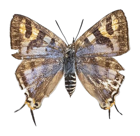 Aphnaeus nyassae — LYCAENIDAE/7 MINA AFRIKANSKA LYCAENIDER/Aphnaeini_DTR1189.jpg