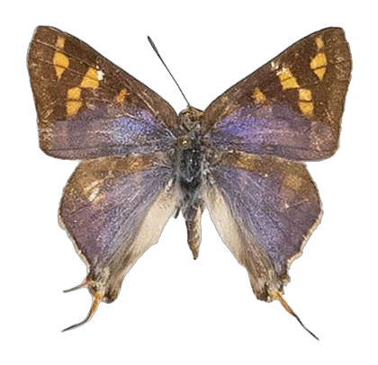 Spindasis somalina — LYCAENIDAE/7 MINA AFRIKANSKA LYCAENIDER/Aphnaeini_DTR1189.jpg