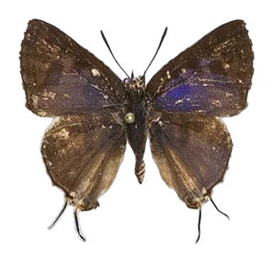 Spindasis crustaria — LYCAENIDAE/7 MINA AFRIKANSKA LYCAENIDER/Aphnaeini_DTR1189.jpg