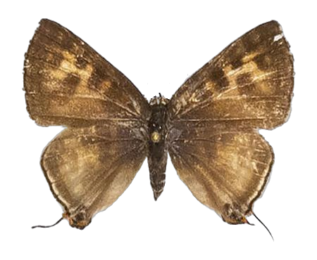 Spindasis crustaria — LYCAENIDAE/7 MINA AFRIKANSKA LYCAENIDER/Aphnaeini_DTR1189.jpg