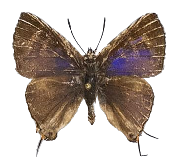 Spindasis crustaria — LYCAENIDAE/7 MINA AFRIKANSKA LYCAENIDER/Aphnaeini_DTR1189.jpg