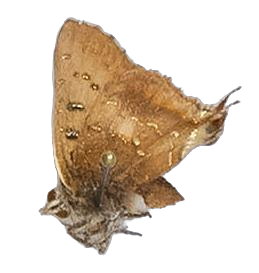 Axiocerses harpax kadugali — LYCAENIDAE/7 MINA AFRIKANSKA LYCAENIDER/Aphnaeini_DTR1189.jpg