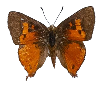 Axiocerses harpax harpax — LYCAENIDAE/7 MINA AFRIKANSKA LYCAENIDER/Aphnaeini_DTR1189.jpg