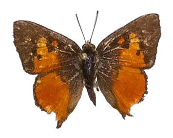 Axiocerses harpax harpax — LYCAENIDAE/7 MINA AFRIKANSKA LYCAENIDER/Aphnaeini_DTR1189.jpg