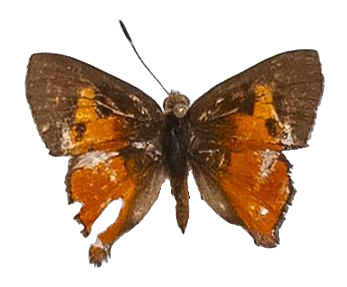 Axiocerses harpax harpax — LYCAENIDAE/7 MINA AFRIKANSKA LYCAENIDER/Aphnaeini_DTR1189.jpg