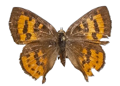 Axiocerses harpax harpax — LYCAENIDAE/7 MINA AFRIKANSKA LYCAENIDER/Aphnaeini_DTR1189.jpg