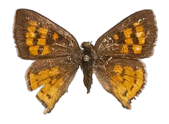 Axiocerses harpax harpax — LYCAENIDAE/7 MINA AFRIKANSKA LYCAENIDER/Aphnaeini_DTR1189.jpg