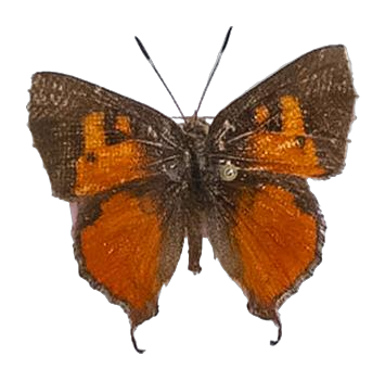Axiocerses harpax efulena — LYCAENIDAE/7 MINA AFRIKANSKA LYCAENIDER/Aphnaeini_DTR1189.jpg