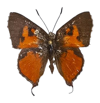Axiocerses harpax efulena — LYCAENIDAE/7 MINA AFRIKANSKA LYCAENIDER/Aphnaeini_DTR1189.jpg