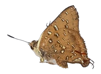 Axiocerses harpax efulena — LYCAENIDAE/7 MINA AFRIKANSKA LYCAENIDER/Aphnaeini_DTR1189.jpg
