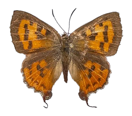 Axiocerses harpax efulena — LYCAENIDAE/7 MINA AFRIKANSKA LYCAENIDER/Aphnaeini_DTR1189.jpg