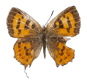 Axiocerses harpax efulena — LYCAENIDAE/7 MINA AFRIKANSKA LYCAENIDER/Aphnaeini_DTR1189.jpg