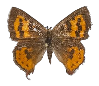 Axiocerses harpax efulena — LYCAENIDAE/7 MINA AFRIKANSKA LYCAENIDER/Aphnaeini_DTR1189.jpg