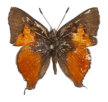 Axiocerses harpax ugandana — LYCAENIDAE/7 MINA AFRIKANSKA LYCAENIDER/Aphnaeini_DTR1189.jpg