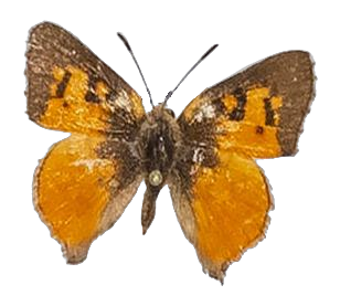 Axiocerses harpax ugandana — LYCAENIDAE/7 MINA AFRIKANSKA LYCAENIDER/Aphnaeini_DTR1189.jpg
