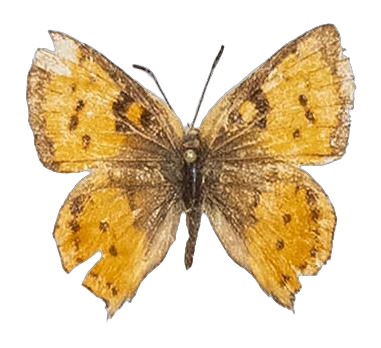 Axiocerses harpax ugandana — LYCAENIDAE/7 MINA AFRIKANSKA LYCAENIDER/Aphnaeini_DTR1189.jpg