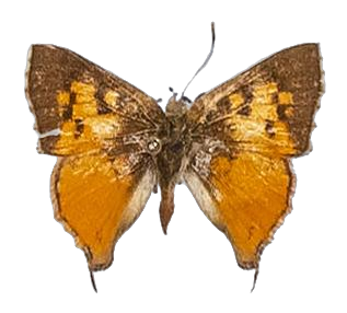 Axiocerses harpax ugandana — LYCAENIDAE/7 MINA AFRIKANSKA LYCAENIDER/Aphnaeini_DTR1189.jpg