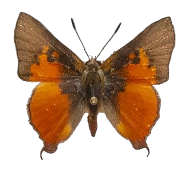 Axiocerses tjoane tjoane — LYCAENIDAE/7 MINA AFRIKANSKA LYCAENIDER/Aphnaeini_DTR1189.jpg