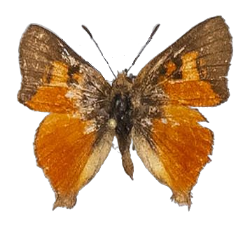 Axiocerses tjoane tjoane — LYCAENIDAE/7 MINA AFRIKANSKA LYCAENIDER/Aphnaeini_DTR1189.jpg