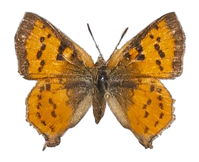 Axiocerses tjoane tjoane — LYCAENIDAE/7 MINA AFRIKANSKA LYCAENIDER/Aphnaeini_DTR1189.jpg