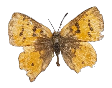 Axiocerses tjoane tjoane — LYCAENIDAE/7 MINA AFRIKANSKA LYCAENIDER/Aphnaeini_DTR1189.jpg