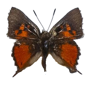 Axiocerses croesus — LYCAENIDAE/7 MINA AFRIKANSKA LYCAENIDER/Aphnaeini_DTR1189.jpg