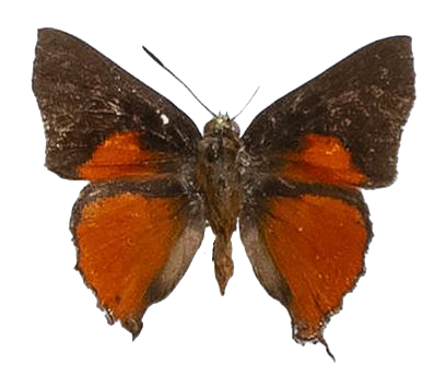 Axiocerses harpax styx — LYCAENIDAE/7 MINA AFRIKANSKA LYCAENIDER/Aphnaeini_DTR1189.jpg