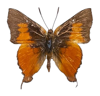 Axiocerses amanga borealis — LYCAENIDAE/7 MINA AFRIKANSKA LYCAENIDER/Aphnaeini_DTR1189.jpg