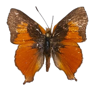 Axiocerses amanga borealis — LYCAENIDAE/7 MINA AFRIKANSKA LYCAENIDER/Aphnaeini_DTR1189.jpg