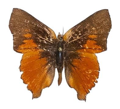 Axiocerses amanga borealis — LYCAENIDAE/7 MINA AFRIKANSKA LYCAENIDER/Aphnaeini_DTR1189.jpg