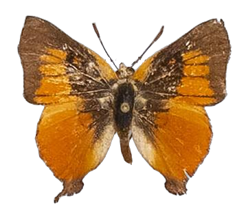 Axiocerses amanga borealis — LYCAENIDAE/7 MINA AFRIKANSKA LYCAENIDER/Aphnaeini_DTR1189.jpg