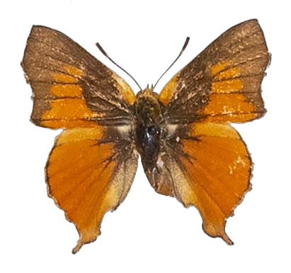 Axiocerses amanga borealis — LYCAENIDAE/7 MINA AFRIKANSKA LYCAENIDER/Aphnaeini_DTR1189.jpg