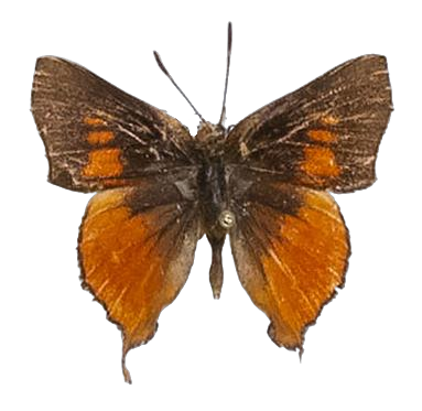 Axiocerses amanga borealis — LYCAENIDAE/7 MINA AFRIKANSKA LYCAENIDER/Aphnaeini_DTR1189.jpg