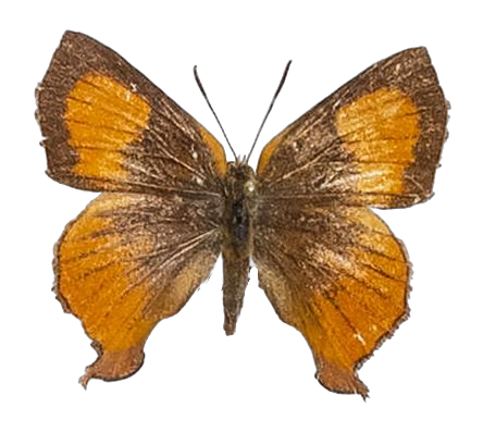 Axiocerses amanga borealis — LYCAENIDAE/7 MINA AFRIKANSKA LYCAENIDER/Aphnaeini_DTR1189.jpg