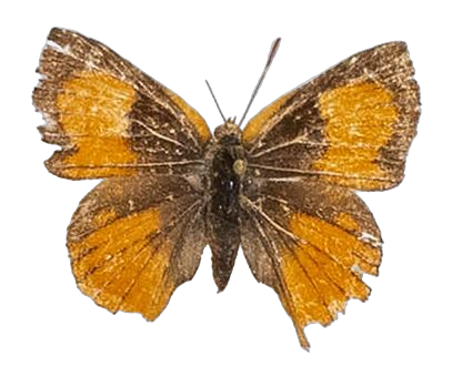 Axiocerses amanga borealis — LYCAENIDAE/7 MINA AFRIKANSKA LYCAENIDER/Aphnaeini_DTR1189.jpg