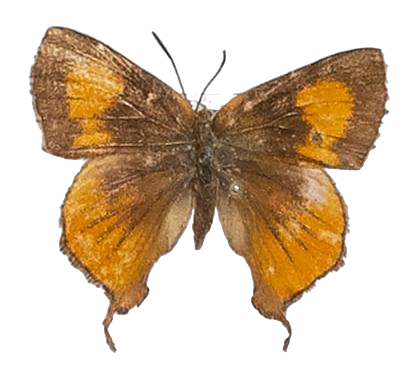 Axiocerses amanga borealis — LYCAENIDAE/7 MINA AFRIKANSKA LYCAENIDER/Aphnaeini_DTR1189.jpg